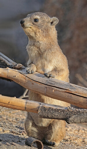 Rock_hyrax_(Procavia_capensis)_2.jpg