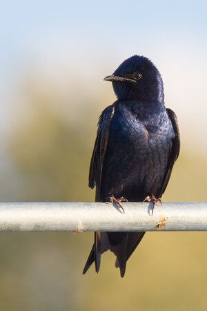 PurpleMartin_cajay.jpg