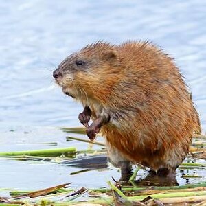 Muskrat.jpeg