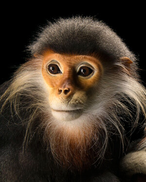 Langur-Red-Shanked-Douc-498x620.jpg