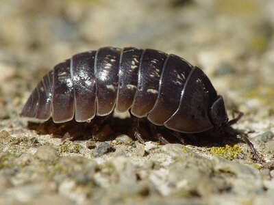 Armadillidium_vulgare_001.jpg