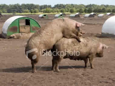 ist2_4029083-mating-pigs.jpg