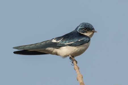 Pied-winged_swallow_(Hirundo_leucosoma).jpg