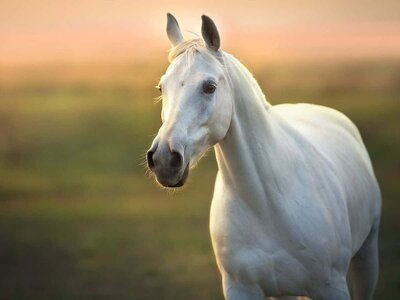 White-Horses-1.jpg