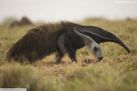 Giant-anteater-768x512.jpg
