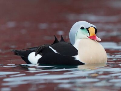 images - 2023-05-31T134658.023.jpeg