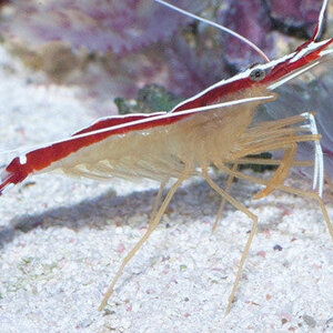 CleanerShrimp1_600x.jpg