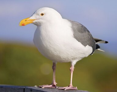 Western-gull.jpg