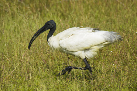 Black-headed_Ibis_(Threskiornis_melanocephalus).jpg
