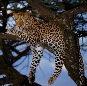 African_leopard_male_(cropped).jpg