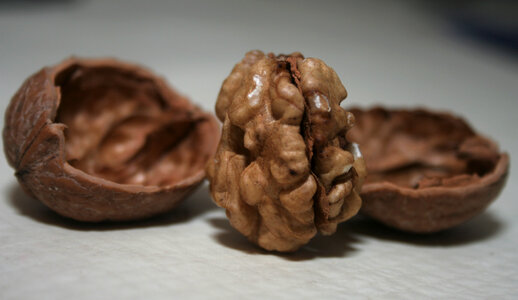 Whole_walnut_kernel_and_shell.jpg