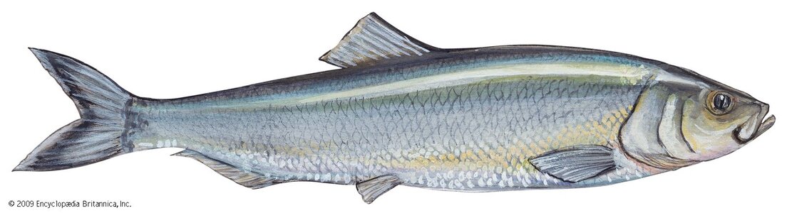 Atlantic-herring.jpg