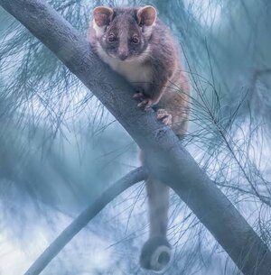 images - 2023-06-11T163553.845.jpeg