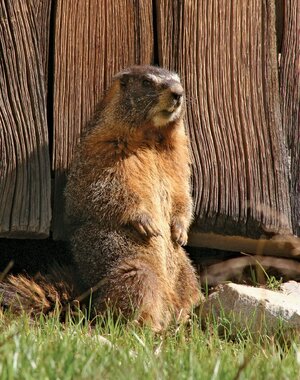 adults-marmots-advantage-offspring-climate-warming-survival.jpg