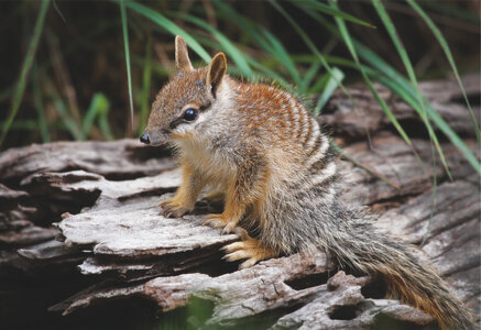 numbat-baby__h2q8980.jpg_custom-57b3143292204c7d980e2256a756913e289e5bc2.jpeg.jpg
