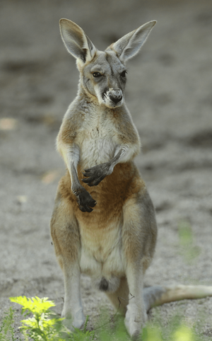 kangaroo-tall-750x1203.png