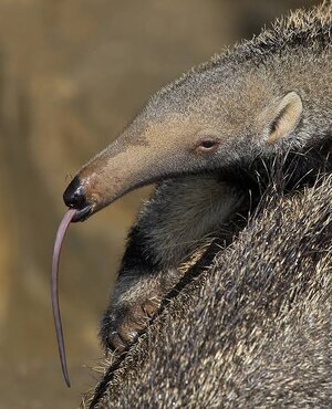 images - 2023-06-15T125128.291.jpeg