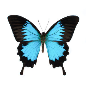 Papilio_ulysses_Unframed__44282.jpg