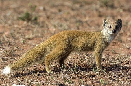 Yellow-mongoose-tony-camachoscience-photo-library.jpg