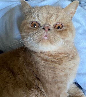 Ginger_Exotic_Shorthair.jpg
