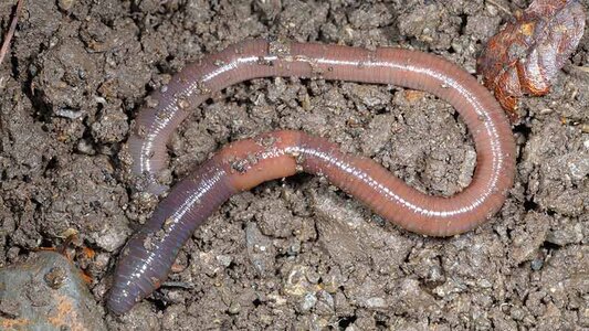 web_3280409a-earthworm-c-FLPA_REX_SHUTTERSTOCK.jpg