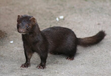 American_Mink.jpg