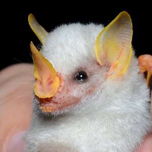 Ectophylla_alba_in_hand-1.jpg.optimal.jpg