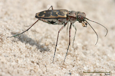 Lophyra_sp_Tiger_beetle_edit1.jpg