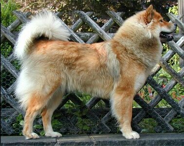 Eurasier_BailyWtatze.jpg