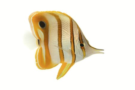 butterflyfish_03.jpg