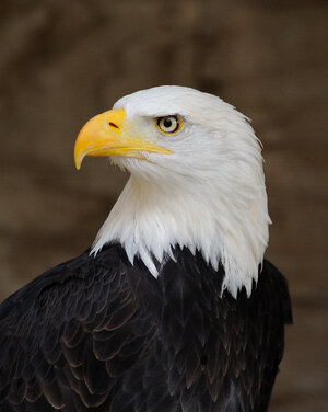 Bald_Eagle_Portrait.jpg
