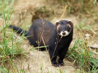 European-Polecat-Habitat.jpg
