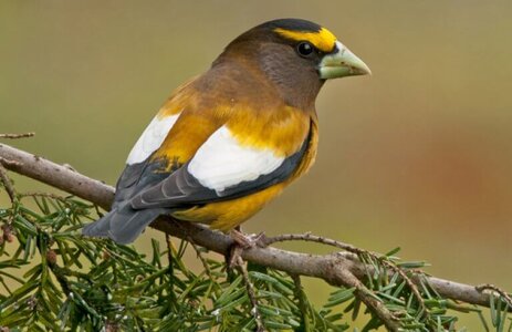 BOTW-Homepage-Thumbnail_Evening-Grosbeak-768x498.jpg