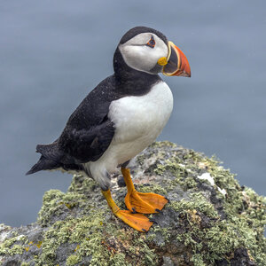 Puffin_Fratercula_arctica_25.jpg