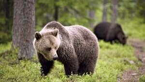 Brown-bear-Finland.jpg