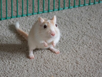 PiedCream_Gerbil_2021.jpg