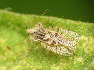 hgic_veg_eggplant lacebug_adult closeup.jpg