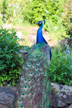 peacock.jpg