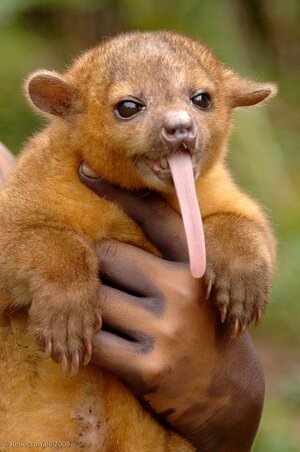 Kinkajou-Tounge.jpg