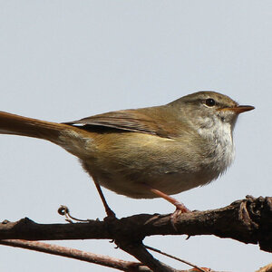 Japanese-Bush-Warbler_Alpsdake-1024x1024.jpg