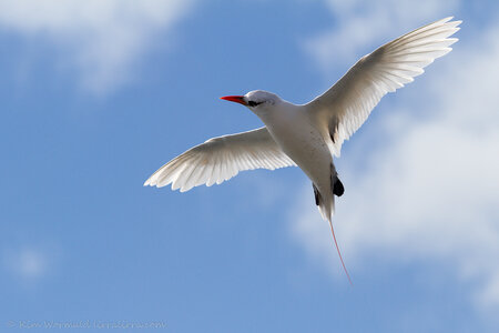 201305041225_359_Red-tailed_Tropicbird_-_Kim_Wormald.jpg