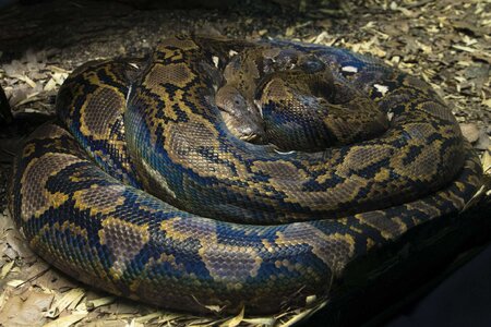 reticulatedpython_ZA_5560.jpg