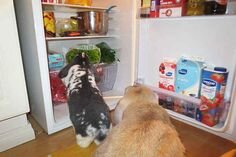 bunnies in frig.jpg