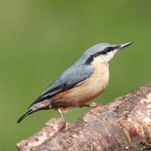 00438_Nuthatch_Sarah Kelman.jpg