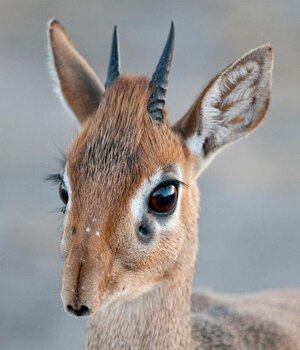 SpeciesPage_Dikdik03_01_Solutions.jpg