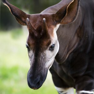 okapi-2-scaled.jpg.optimal.jpg