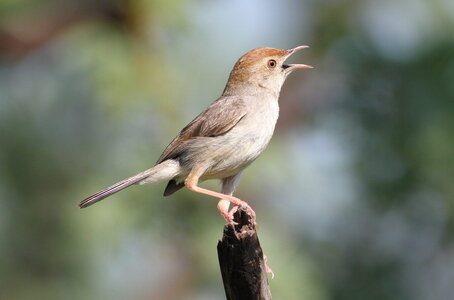 Neddicky_or_piping_cisticola_Cisticola_fulvicapilla_at_Pilanesberg_National_Park_Northwest_Pro...jpg