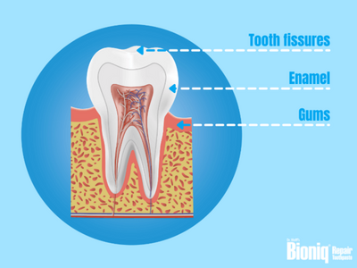 csm_tooth-structure-fissures-enamel-gums_42a64c0999.png