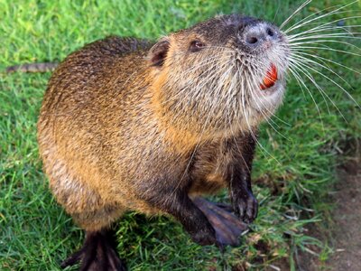 Nutria-An-Animal-Youll-Be-Seeing-More-Of.jpg