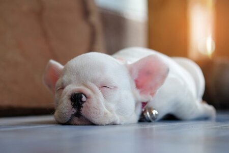 young-french-bulldogs-white-sleeping-on-the-floor-P7DUAAN-1024x683.jpg